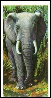 44 African Elephant
